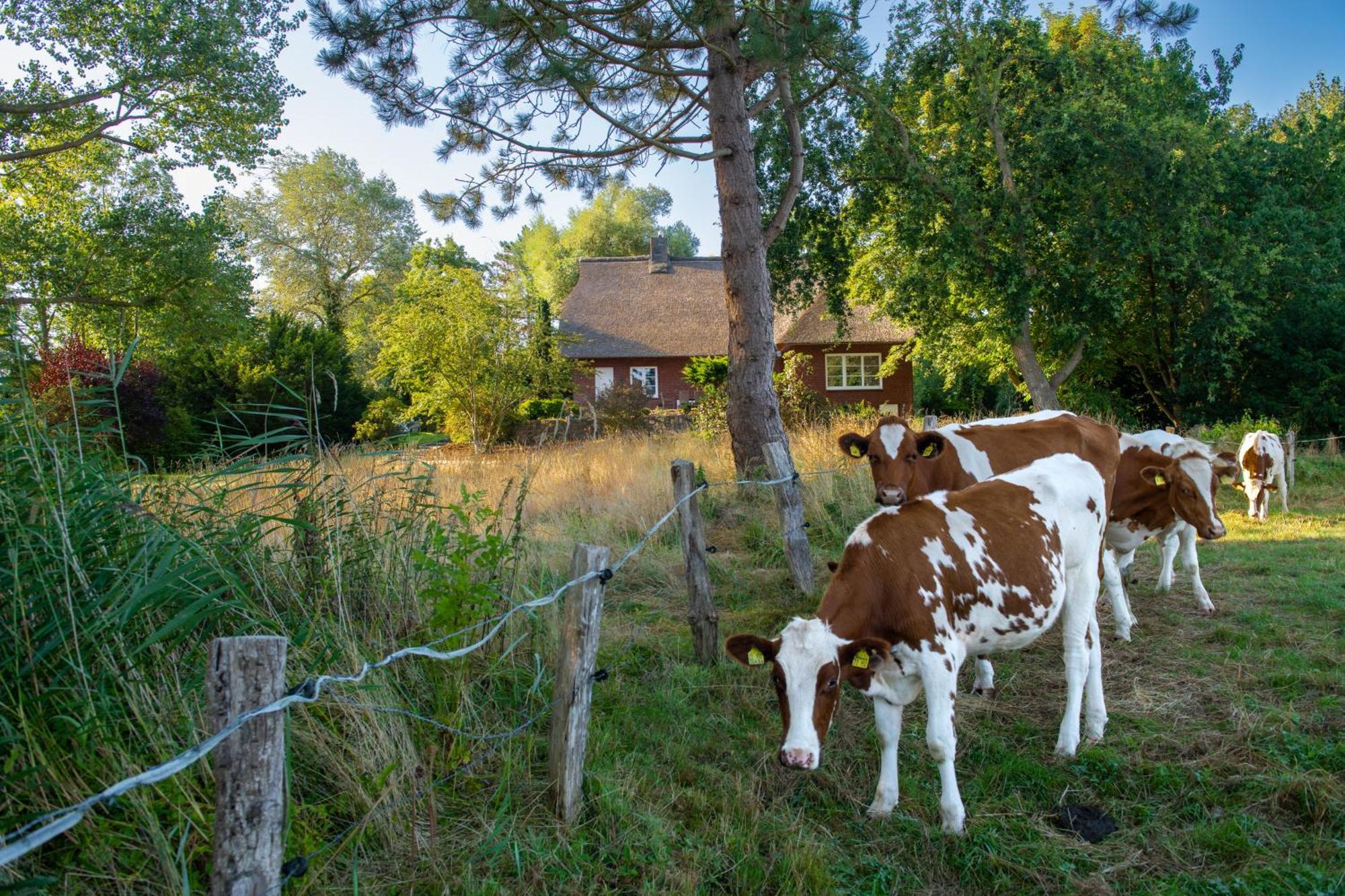 Вилла Reetdachhaus Eiderblick Breiholz Экстерьер фото